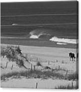 A Lone Stallion On The Beach Canvas Print