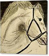 A Noble Horse. Canvas Print