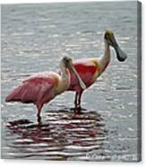 A Pair Of Spoonbills Canvas Print