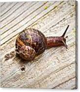 A Snail Sliding Across A Wooden Surface Canvas Print