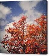 A Sort Of Rowan Tree Canvas Print