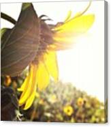 #abstract #flower #instanature Canvas Print