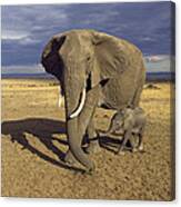 African Elephant Mother And Calf Masai Canvas Print