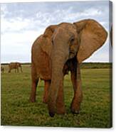 African Elephant Canvas Print
