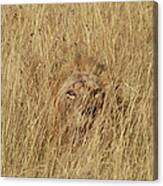 African Lion Panthera Leo Young Male Canvas Print