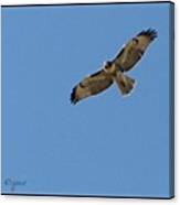 Afternoon Visitor. #hawk #nofilter Canvas Print