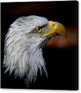 American Bald Eagle Canvas Print