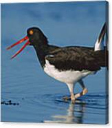 American Oystercatcher Wading North Canvas Print