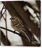 American Tree Sparrow Canvas Print