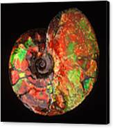 Ammonite Fossil Canvas Print