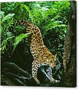 Amur Leopard Canvas Print