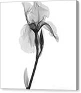 An X-ray Of An Iris Flower Canvas Print