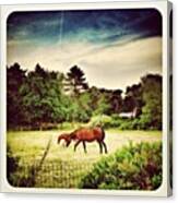 Another One With #horses Canvas Print