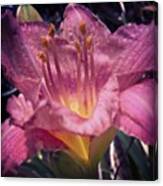 Another Rebloomer! It's A  #beautiful Canvas Print