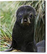 Antarctic Fur Seal Pup In Tussock Grass Canvas Print