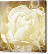 Antiqued Rose And Bubbles Canvas Print