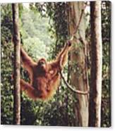 #ape #orangoutang #indonesia #sumatra Canvas Print