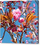Apple Blossoms Amongst Blue Sky Canvas Print