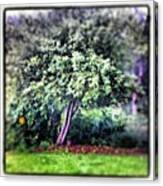 Apple Tree In The Rain. #wisconsin Canvas Print