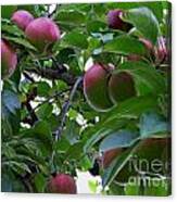 Apples On The Tree Photograph Canvas Print