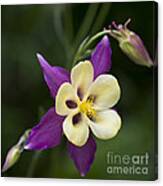 Aquilegia   Columbine  Flower Canvas Print