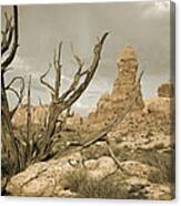 Arches Desert Tree Canvas Print