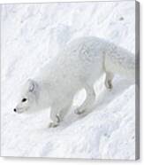 Arctic Fox Alopex Lagopus On Snow Drift Canvas Print