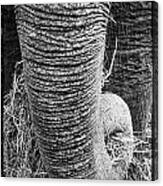 Asian Elephant Trunk Canvas Print