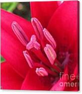 Asiatic Lily Hybrid Named Cote D'azur Canvas Print