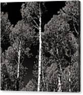 Aspens In Black And White Canvas Print