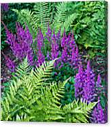 Astilbe And Ferns Canvas Print