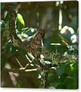 At Rest Canvas Print