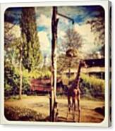 At The #zoo Some Weeks Back: #giraffe Canvas Print