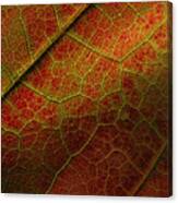 Autumn Maple Leaf Canvas Print