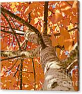 Autumn's Canopy Canvas Print
