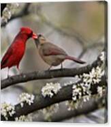 #aw #bird #love #sweet #kiss #kissing Canvas Print