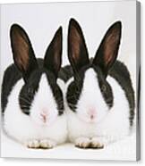 Baby Black-and-white Dutch Rabbits Canvas Print