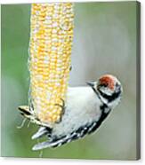 Baby Downy Woodpecker Has Lunch Canvas Print