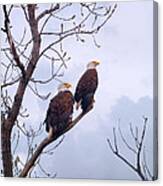 Bald Eagle Pair Looking At Storm Coming Canvas Print