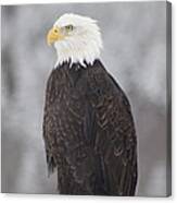 Bald Eagle Canvas Print