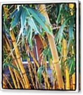 #bamboo #trees #cocoa #beach #florida Canvas Print