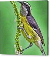 Bananaquit Canvas Print