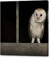 Barn Owl In Window Canvas Print