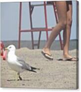Beach Day #seagull #bird #person #birds Canvas Print