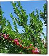 Beach Plums In Blue Canvas Print