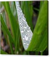 Beaded Blade Canvas Print