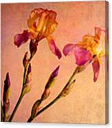 Beautiful Bearded Irises Canvas Print