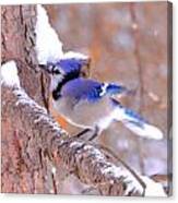 'beautiful Blue Jay In Snow' Canvas Print