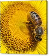 Bee Apidae On Alpine Sunflower Canvas Print