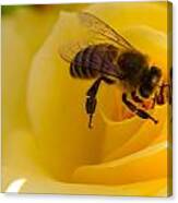 Bee Looking Down The Center Of A Yellow Rose Canvas Print